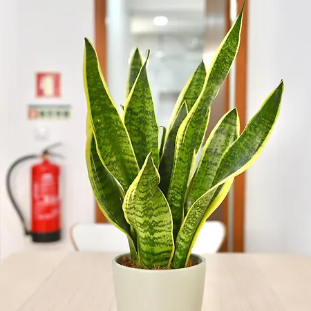 Casa Lusiadas * Constância